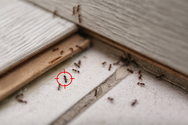 Best Wasp Removal Services  in Webster, TX